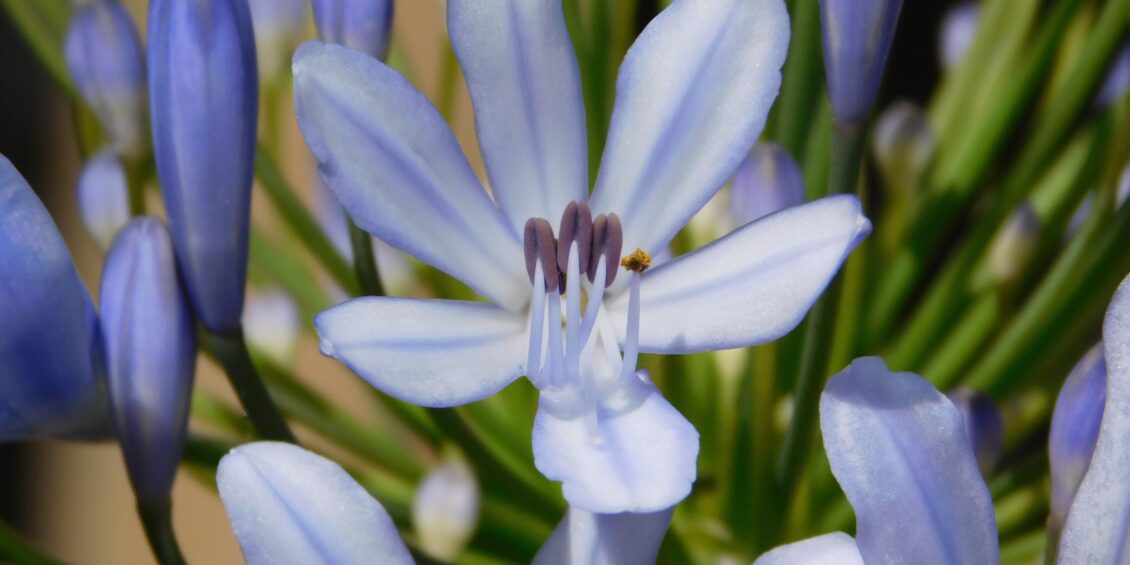 Indigo flower