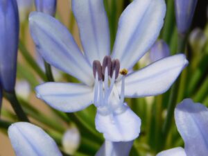 Indigo flower